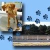 No compréis mascotas, adoptadlas