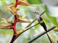 Curiosidades de la naturaleza: los leks de los colibríes
