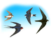 Las golondrinas adelantan dos semanas el regreso