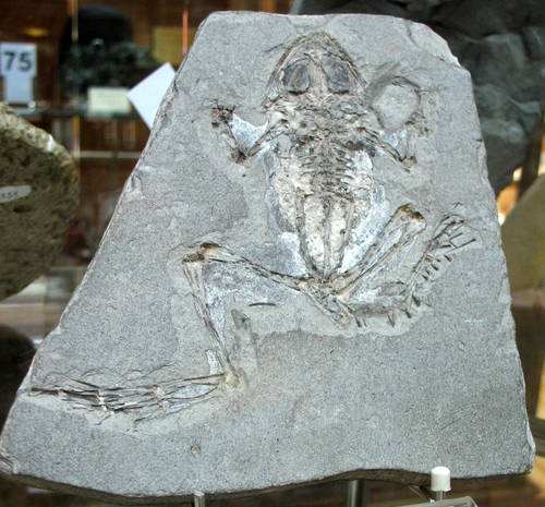 Gea, la importancia de la paleontología