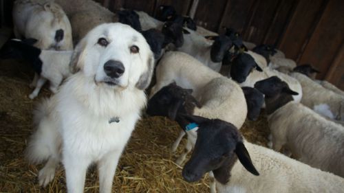 Mi gran pequeña granja