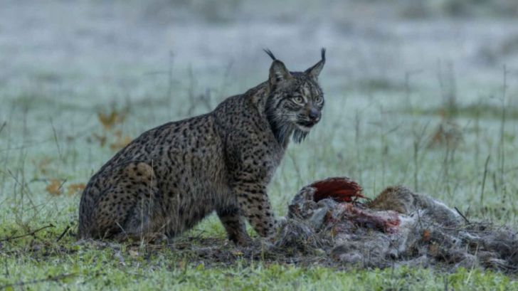 Dehesa, el bosque del lince ibérico