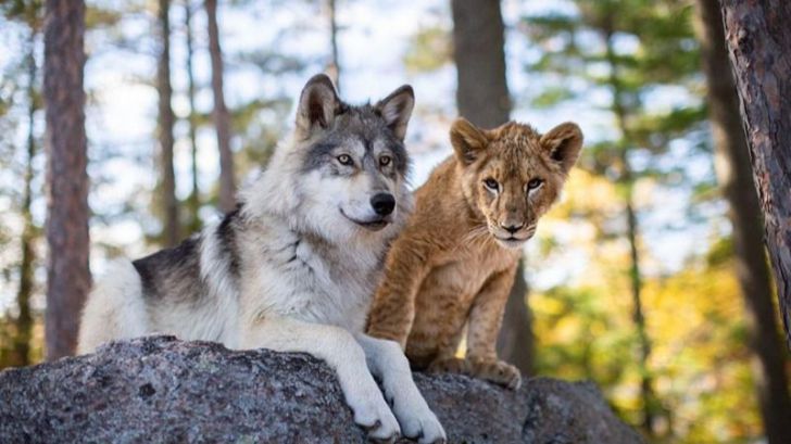 El lobo y el león